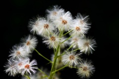Mlineritsch-Bild-15